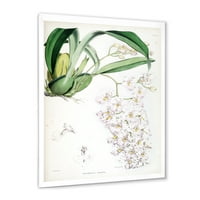 Дизайнарт' древна бяла орхидея ' традиционна оформена рамка