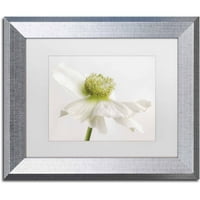 Търговска марка изобразително изкуство 'цвете от бяла анемона' платно изкуство от кора Ниле, бял мат, сребърна рамка