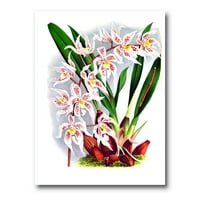 Дизайнарт 'Бяла винтидж Орхидея' традиционен платнен Принт за стена