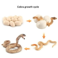 Цикъл на растеж на кобра, цикъл на растеж на животните биологичен модел играчки, етап на растеж Реалистичен модел на жизнения цикъл на Кобра комплект играчки за деца Образование тематични партита с насекоми