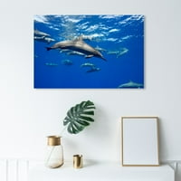 Уинууд студио Морски и крайбрежни картини голяма група делфини от Дейвид Флийтъм Морски Живот-Синьо, сиво