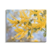 Жълта Мимоза Дървесни Цветя Природа Ботанически И Флорални Фото Галерия Увити Платно Печат Стена Изкуство