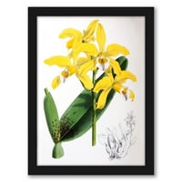 Американфлат Фич Орхидея Лелия ксантина от Ню Йорк ботаническа градина черна рамка стена изкуство