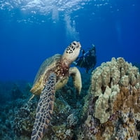 Застрашена зелено море костенурка, често срещана гледка около Хаваите, снимана от водолаз. Печат на плакат