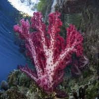 Ярко оцветен мек корал украсява красив коралов риф в Раджа Ампат, Индонезия. Печат на плакати от Итън Даниелс