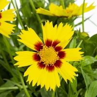 По-добри домове и градини 1.5 г жълти Кореопсис живи растения пълно слънце с саксия за отглеждане