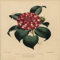 Camellia Hybrid Souvenir d'Emile Defresnea Poster Protter от ® Florilegius Mary Evans
