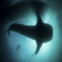 Огромна акула на китовете, ринкодон Typus, плува в слънчеви индонезийски води. Печат на плакати от Итън Даниелс