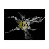 Търговска марка изящно изкуство флорално платно изкуство 'жълта лилия' от Лори Хътчисън