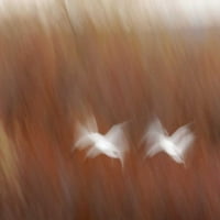 Ню Мексико Резюме на снежни гъски в полет от Артур Морис