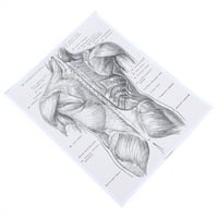 Човешка анатомия диаграма човешка анатомия стена арт живопис анатомия плакат анатомични органи плакат