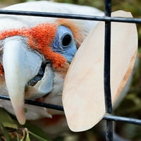 Ankishi Parrot дъвчене на играчки Cuttlebone Chewer за домашни любимци кучета за ухапване на играчки комплект