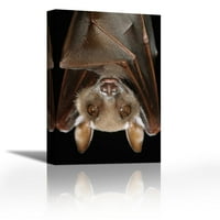 Buettikofers Epauletted Bat отблизо на лицето - съвременен изящно изкуство Giclee on Canvas Gallery Wrap - Wall Décor - Art Rainting - Готов за окачване