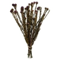 Викерман Виолет Тортум пакет 12 дълго стъбло, истински консервирани сушени флорални декор за сватба, дома или ежедневните аранжировки, 5-унция Женски цветен пакет