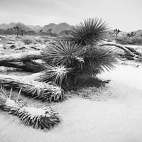 Зимна буря-Джошуа Дърво Национален парк Калифорния печат-Zandria Muench